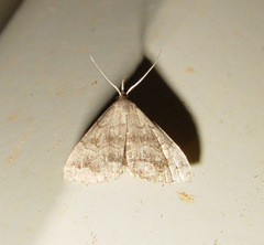 Phalaenostola metonalis