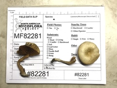 Tubaria romagnesiana