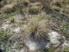 Aristida stricta