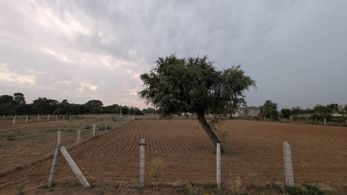 Indian mesquite