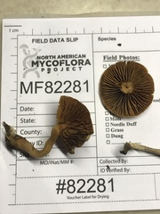 Tubaria romagnesiana