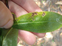 Liriomyza citreifemorata