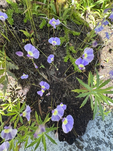 Utricularia welwitschii Oliv.