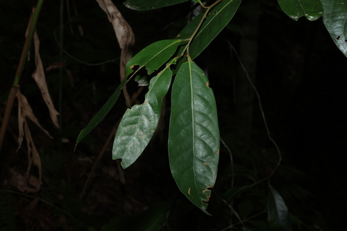 jackwood (Cryptocarya glaucescens)