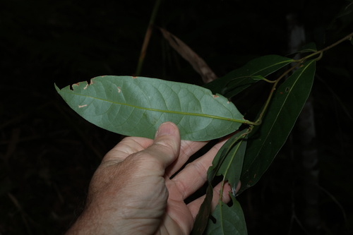 Cryptocarya glaucescens, photograph 4