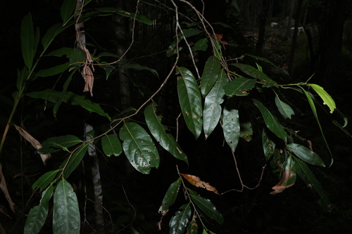 Cryptocarya glaucescens, photograph 6