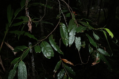 Cryptocarya glaucescens, photograph (c) Greg Tasney, some rights reserved (CC BY-SA)