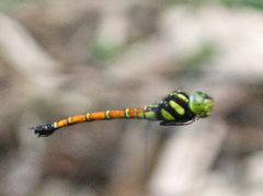 Polycanthagyna erythromelas