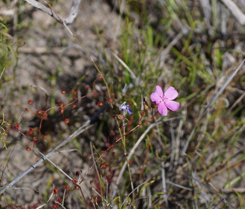 drummond's sundew (Drosera drummondii)