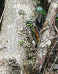 Polycanthagyna erythromelas