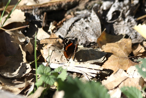Red Admiral