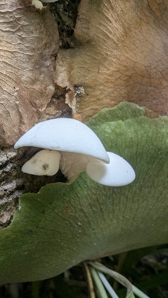 Pleurotus djamor · November 2025 · photo: © a_teitzel (iNaturalist, cc-by)