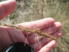 Aristida stricta