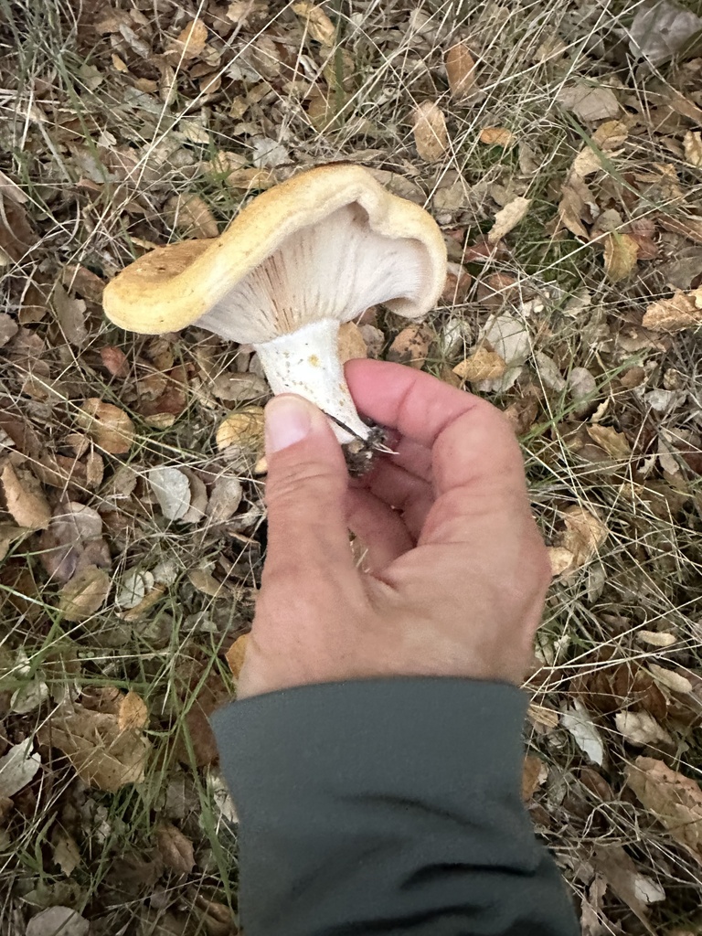 Lactarius alnicola · November 2025 · photo: © irinamitine (iNaturalist, cc-by)