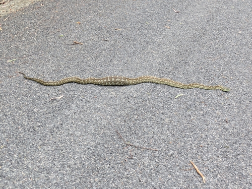 Coastal Carpet Python sighting