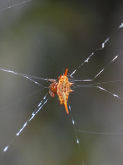 Gasteracantha versicolor