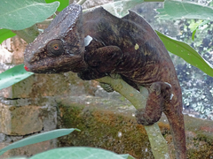 Calumma parsonii parsonii