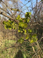 Phoradendron macrophyllum