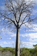 Brachychiton australis