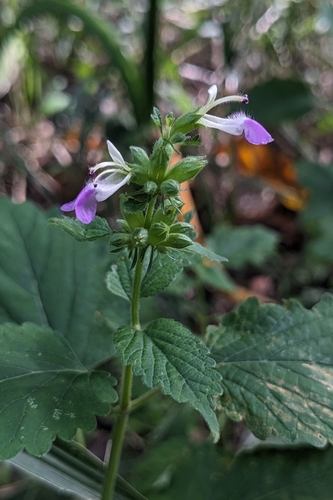 Anisomeles indica, photograph 4