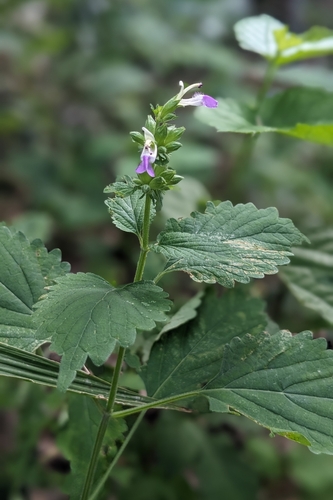 Anisomeles indica, photograph 5