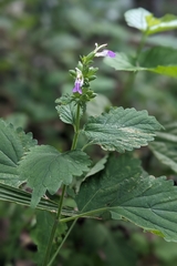 Anisomeles indica, photograph (c) 許文俊, some rights reserved (CC BY-SA)