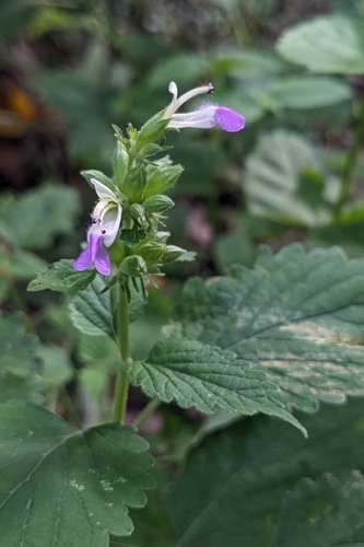 Anisomeles indica, photograph 6