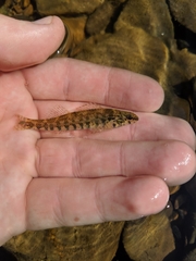 Etheostoma zonale