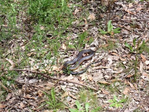 Western Tiger Snake sighting