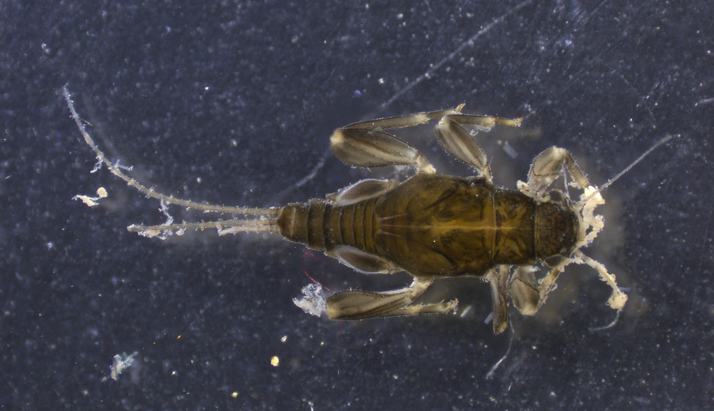 Leptohyphes zalope