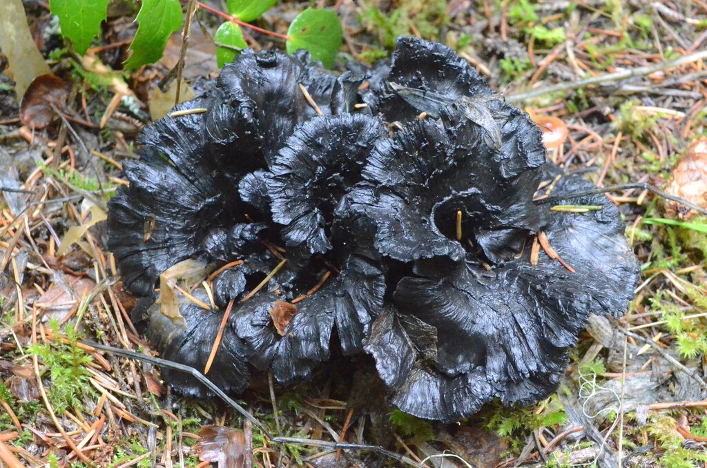 Polyozellus atrolazulinus