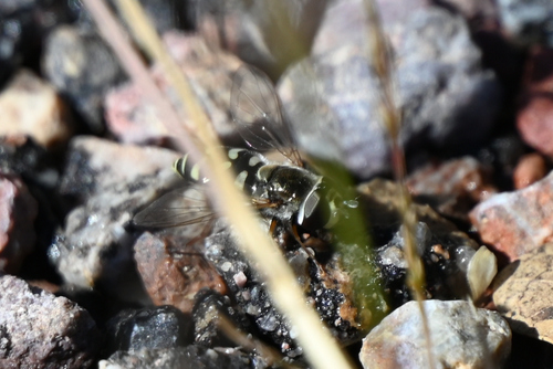 Unknown species found near Cochise County, AZ, USA