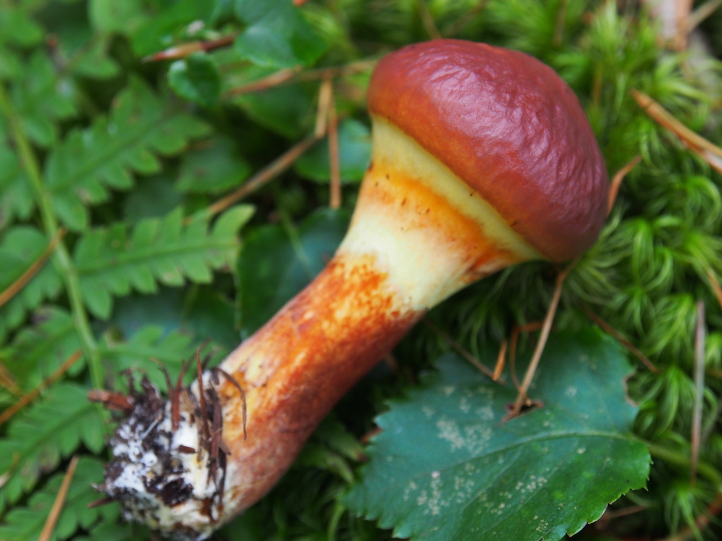 Suillus orientalis