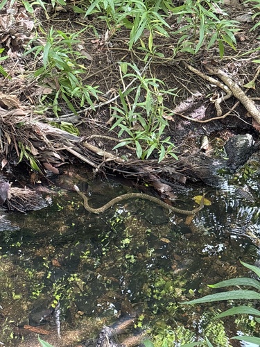 Common keelback sighting