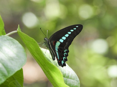 Graphium milon