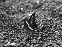 Graphium milon