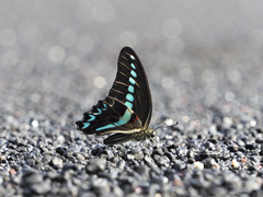 Graphium milon