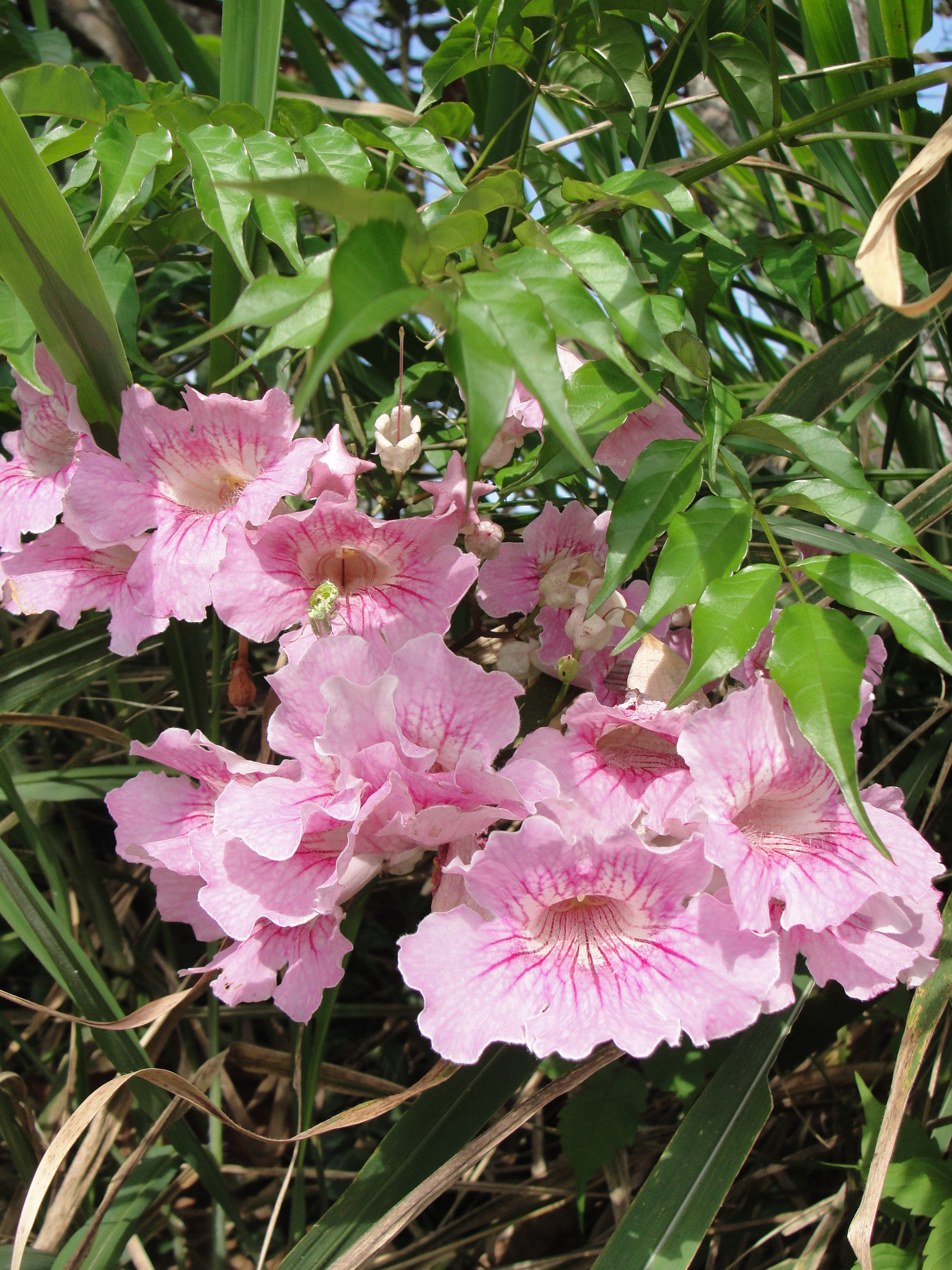 Podranea ricasoliana