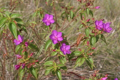 Rhynchanthera grandiflora