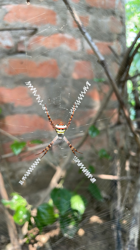 Garden cross spider