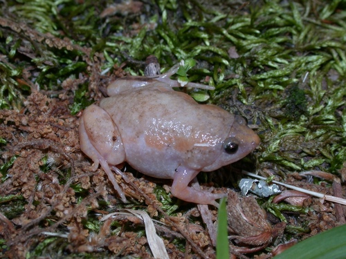 Eastern Narrow-mouthed Toad photographed in South Carolina