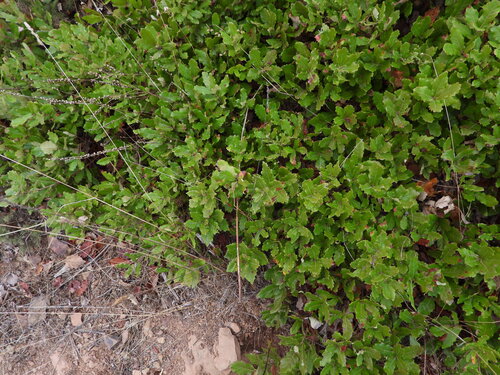 Quercus lusitanica (Quercus lusitanica)