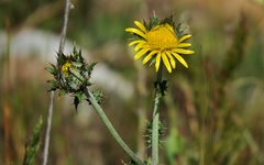 Berkheya decurrens