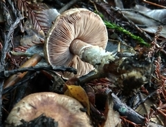 Agaricus arorae