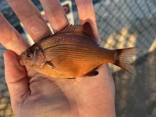 Blue seaperch (Embiotoca lateralis) — Embiotocidae — 2