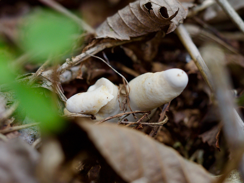 Podostroma solmsii octosporum