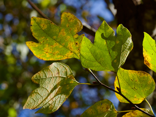 Lindera obtusiloba, photograph 4