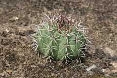 Melocactus neryi