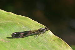 Aristocypha fenestrella