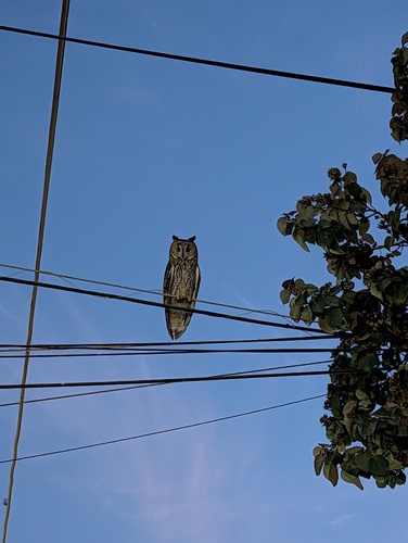 View observation of {o.common_name} on iNaturalist